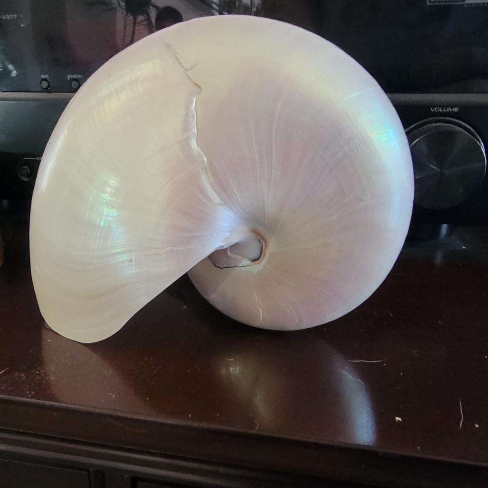 Seashell